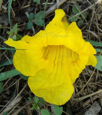   Flower-See corolla limb and throat hairy 